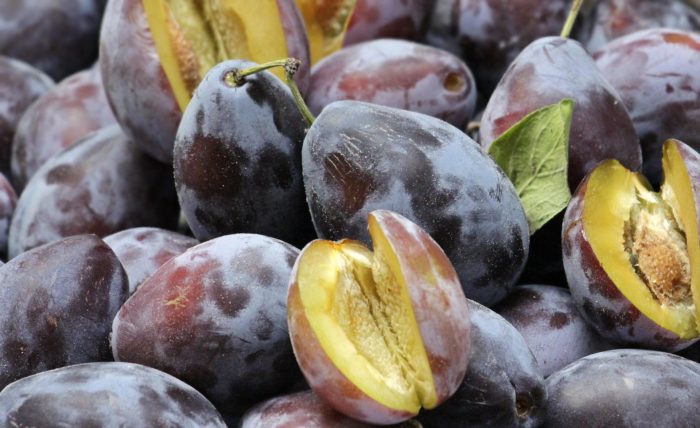 Reife dunkle Pflaumen und eine geöffnete Frucht als Ausgangsprodukt zum Einkochen